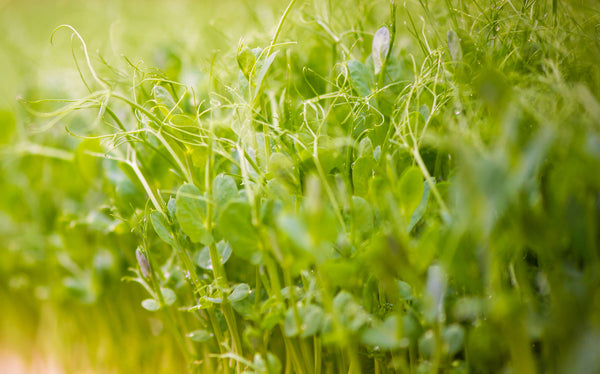 Alfalfa Sprout Gazpacho - Four Season Greens