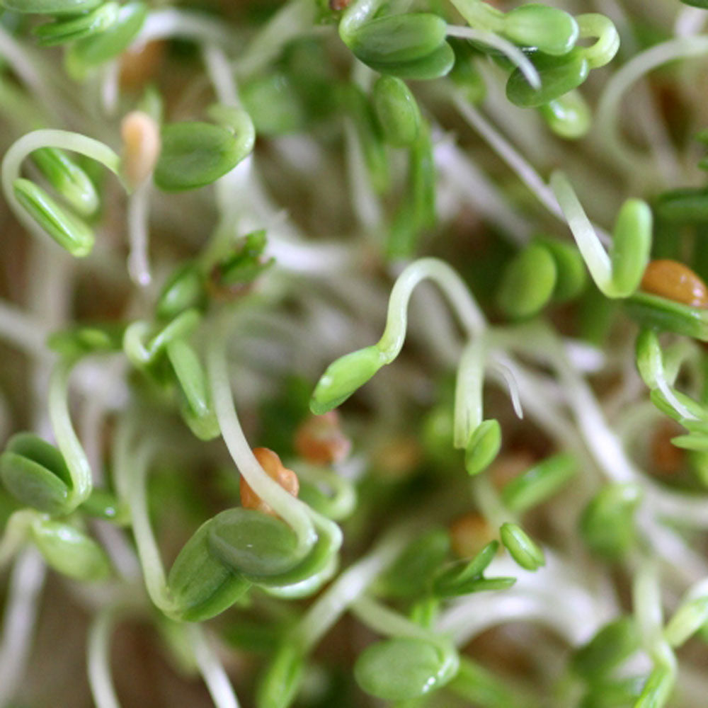 Clover Sprout Seeds