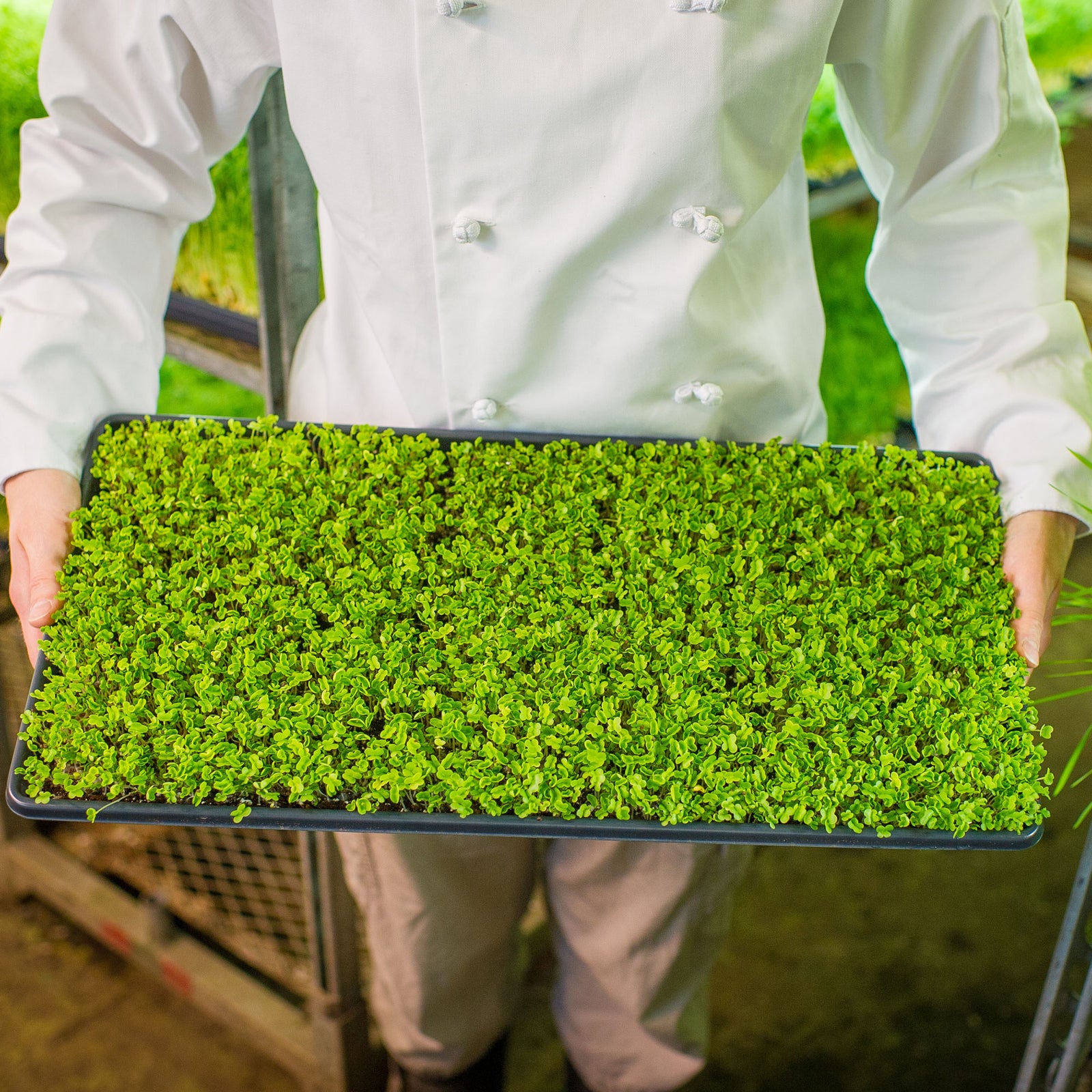 What Is The Big Deal About Broccoli Sprouts?