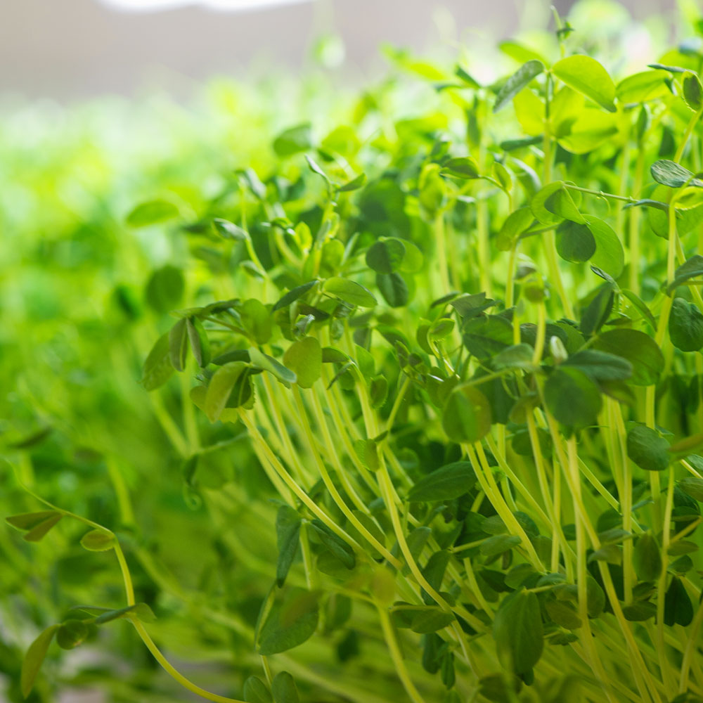 Growing Microgreens 101