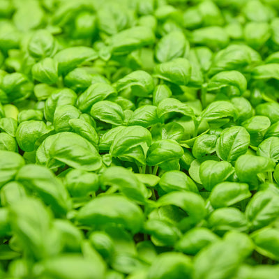 Basil Microgreens Tray