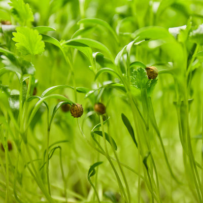 Cilantro Microgreens Tray