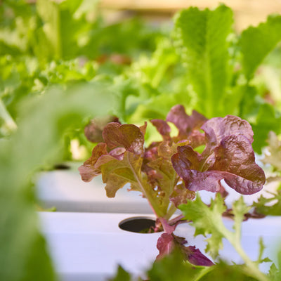 Cut Lettuces