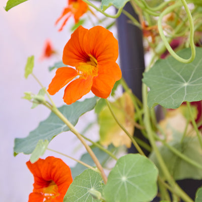 Edible Flowers