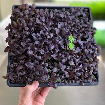 Basil Microgreens Tray