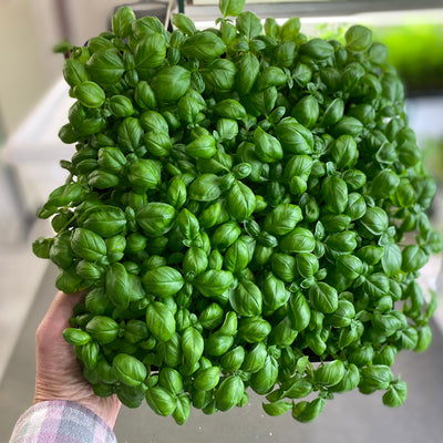 Basil Microgreens Tray