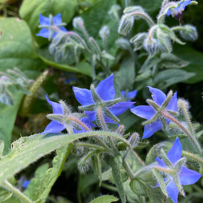 Edible Flowers