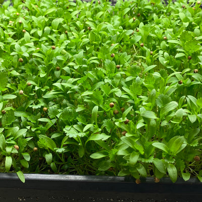 Cilantro Microgreens Tray