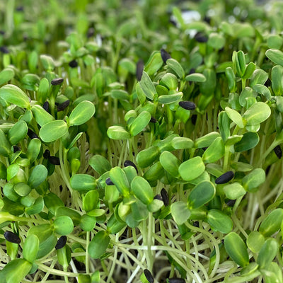 Sunflower Shoots