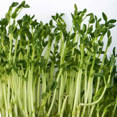 Pea Shoots