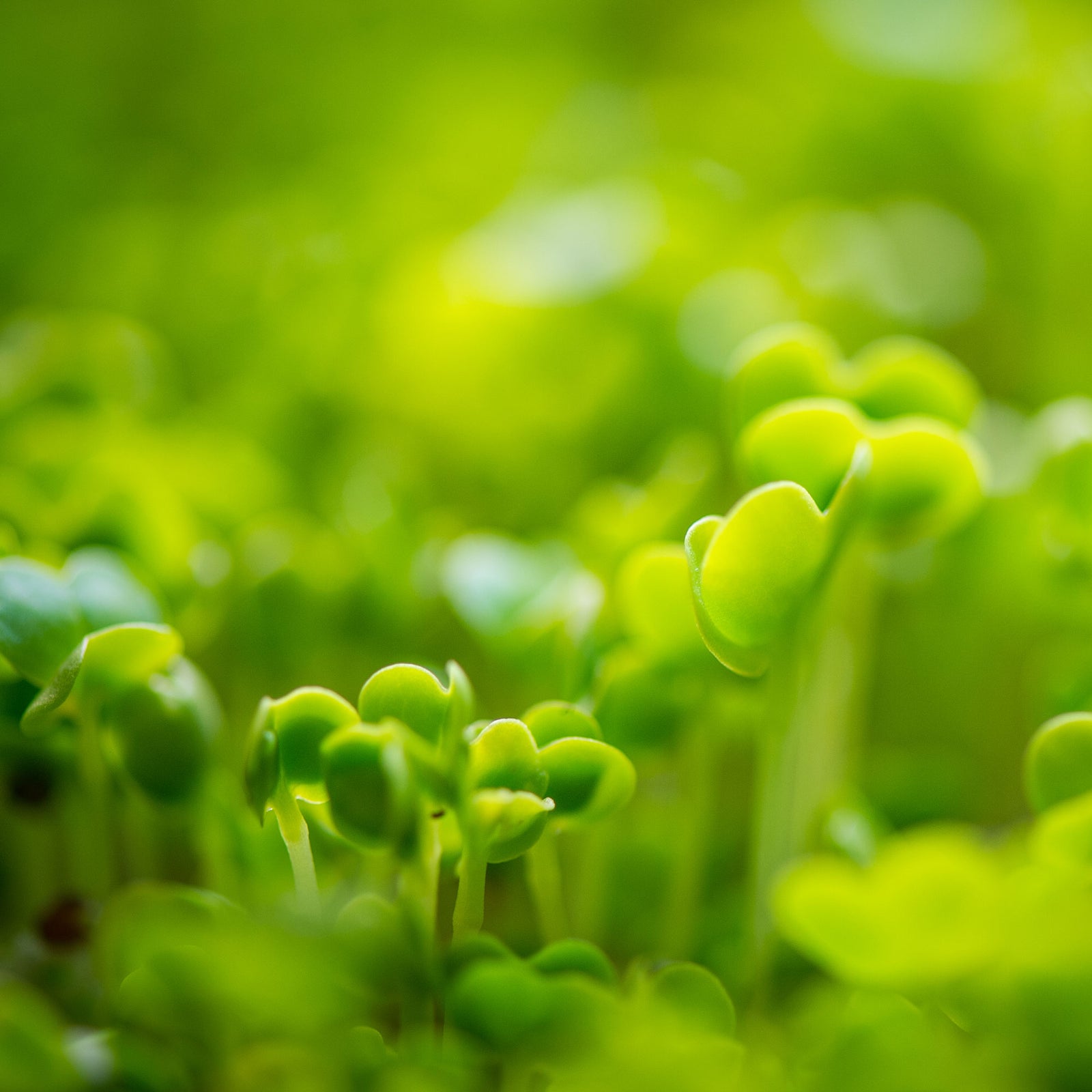 3 Season Sustainable Gardening 101