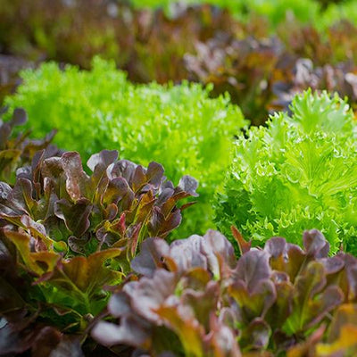 Cut Lettuces