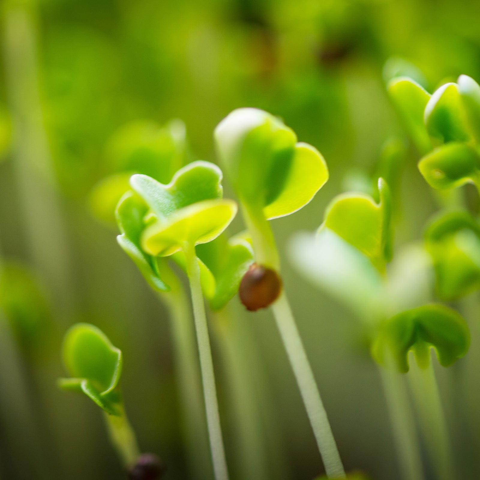 One Week Sample Pack