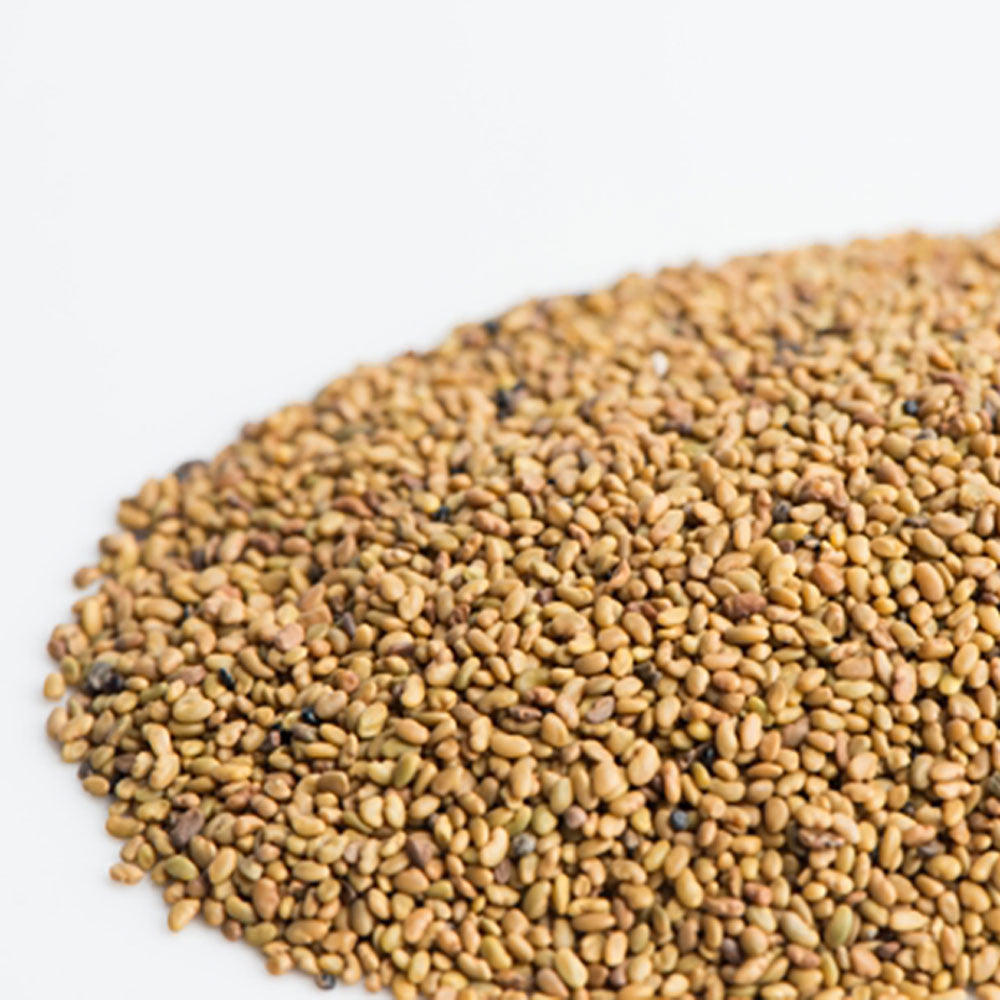 Alfalfa Sprout Seeds