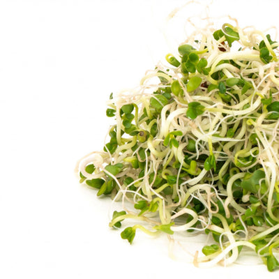 Broccoli Sprout Seeds
