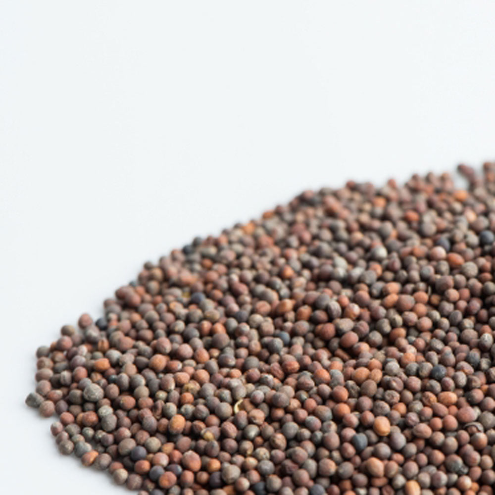 Broccoli Sprout Seeds