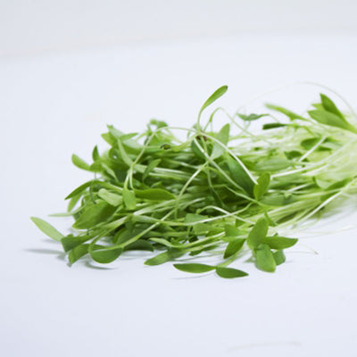 Coriander Micro-green Seeds