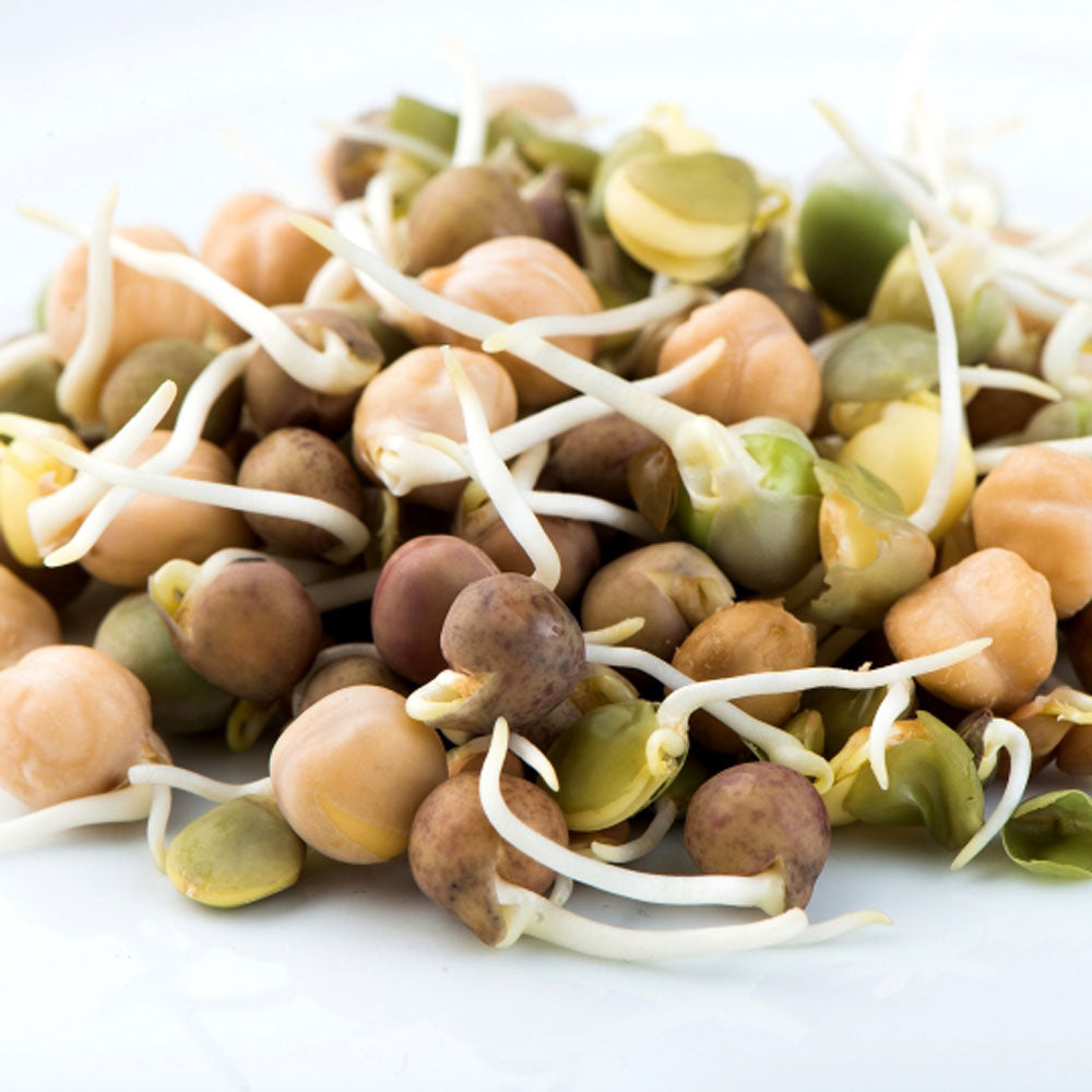 Crunchy Bean Sprout Seeds