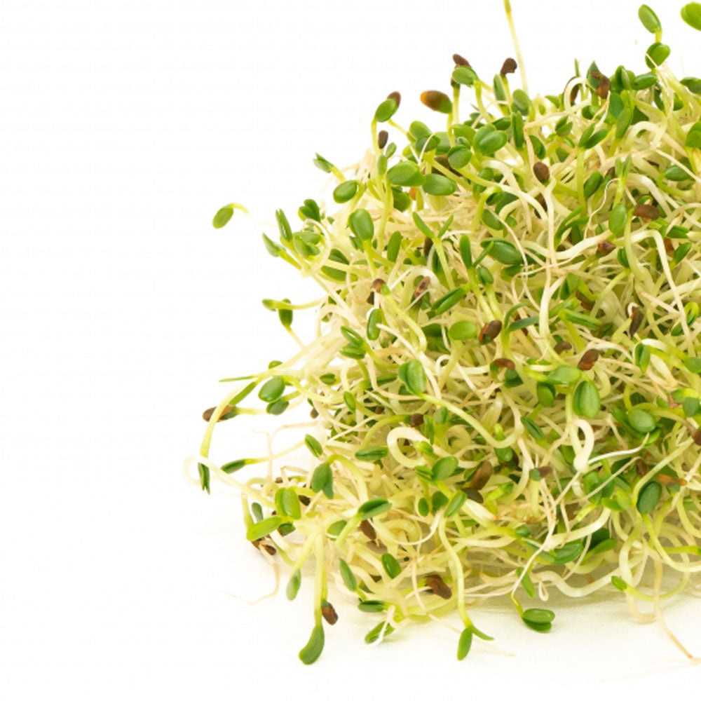 Sandwich Booster Sprout Seeds