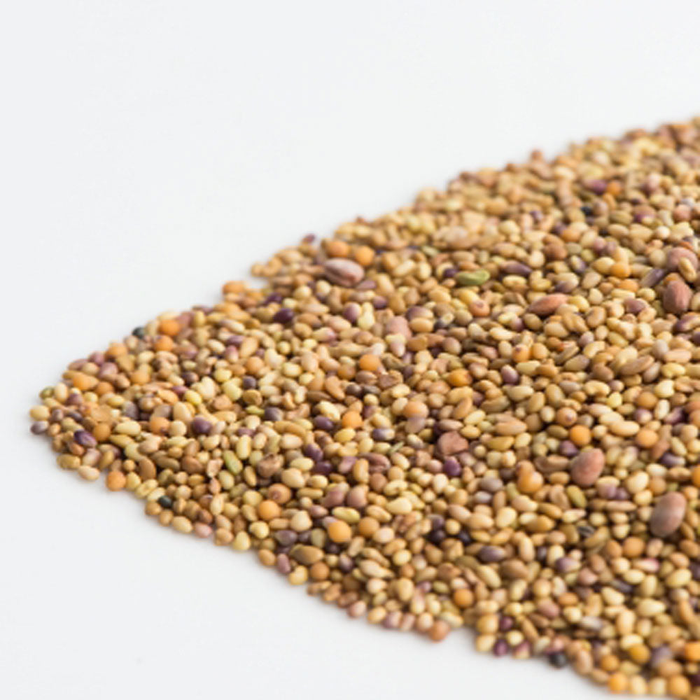 Sandwich Booster Sprout Seeds